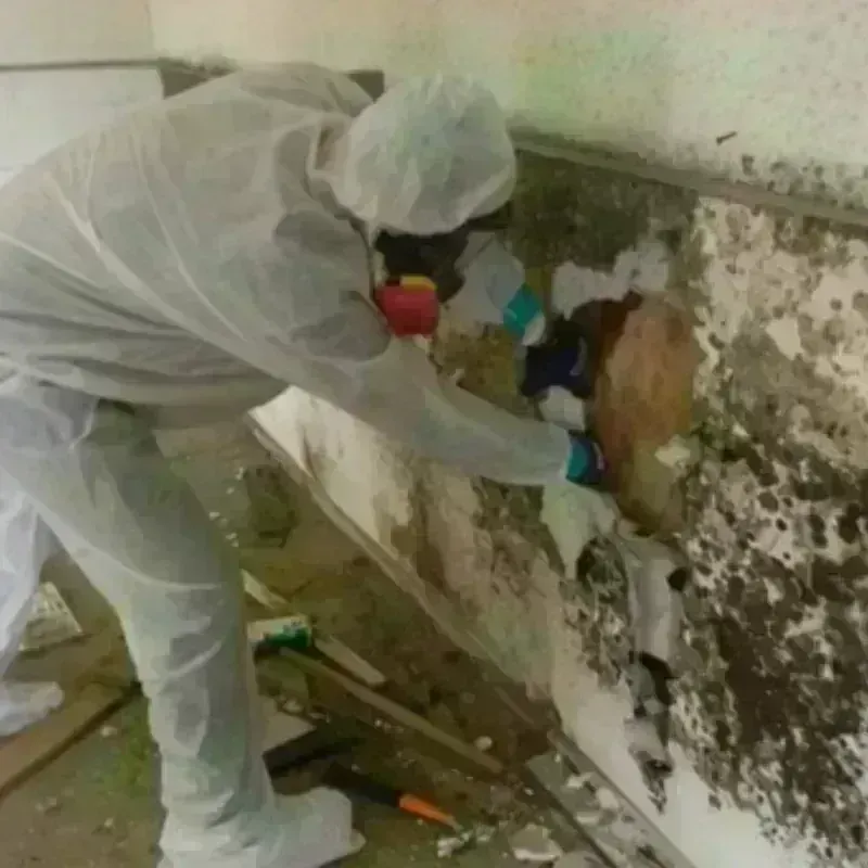 Mold Remediation and Removal in Slater-Marietta, SC